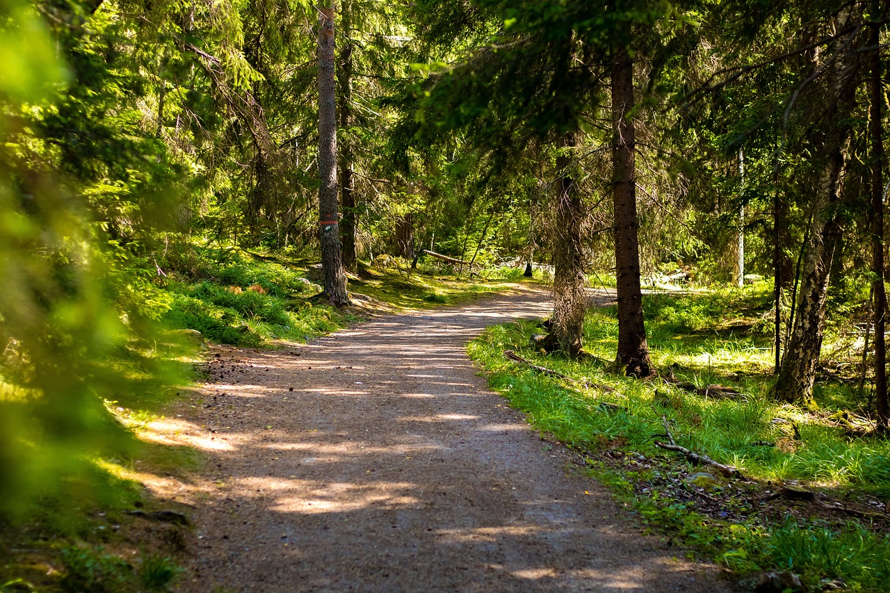 The Benefits of Nature Walks: A Path to better Health ans Happiness