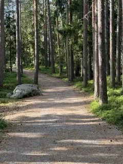 walking trail in the forest